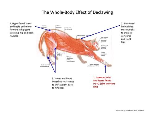 Declawing Cats Diagram