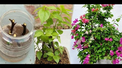 How To Grow Bougainvillea From Cuttings With Full Update Youtube