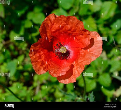 Red Poppy Flower Hi Res Stock Photography And Images Alamy