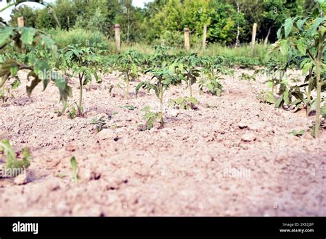 The Picture Shows A Plantation With Tomato Bushes Plant Tomato Bushes