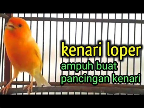 Suara Kenari Loper Ampuh Buat Pancingan Kenari Agar Cepat Gacor Suara