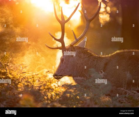 Richmond park wildlife Stock Photo - Alamy