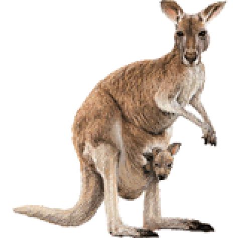 Australia Kangaroo Australia Nature Iconic Wildlife Png