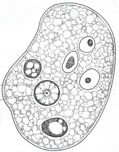 Entamoeba Histolytica Diagram Quizlet