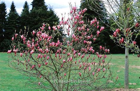 Magnolia Liliiflora Nigra Esveld Shop