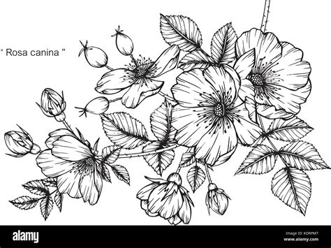 Rosa Canina Fiore Disegno Illustrativo In Bianco E Nero Con La Linea