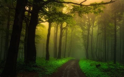 Sunlight Trees Landscape Forest Nature Branch Green Morning