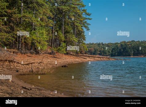 Exposed Tree Roots And Fallen Trees From Shoreline Erosion From Low