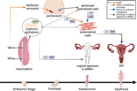 Frontiers Oestrogen Induced Epithelial Mesenchymal Transition Emt