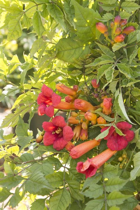 Balboa Sunset® Trumpet Vine Campsis Radicans Monbal Monrovia Plant