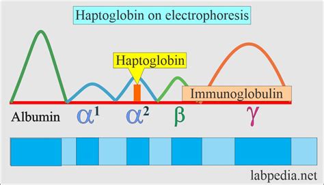 Haptoglobin, Acute Phase Protein - Labpedia.net