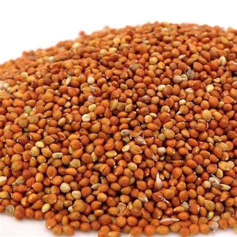 Red Millet Bird Seeds 950gm Parrot Dipankar