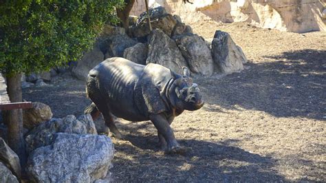 Otro rinoceronte indio llega a Terra Natura Benidorm ya es el único