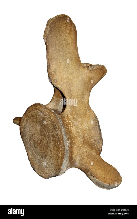 Sperm Whale Vertebrae