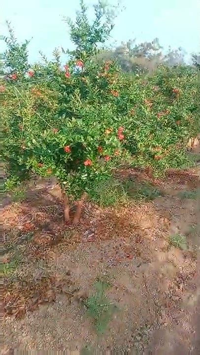 Awesome Agriculture Technology Pomegranate Cultivation Pomegranate Farm And Harvest Youtube