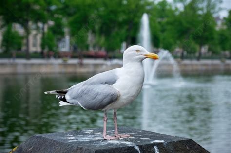 background burung camar putih duduk  dekat danau hofvijver  air