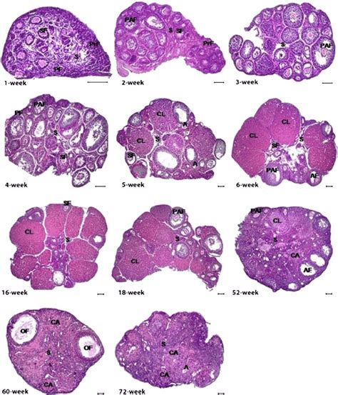 Hematoxylin Eosin He Stained Postnatal Mouse Ovaries Histological