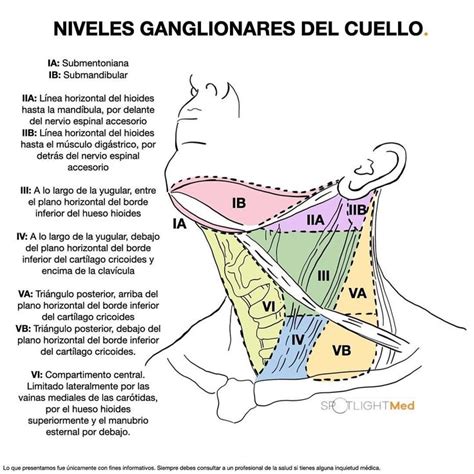 Niveles Ganglionares Del Cuello Cosas De Enfermeria Anatom A M Dica