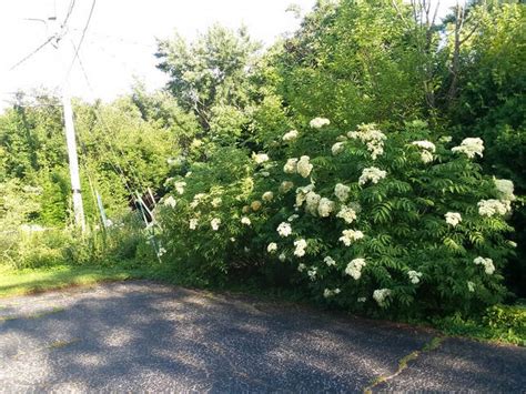 Elderberry Propagation - NATIVE LANDSCAPING AND CONSULTING, LLC