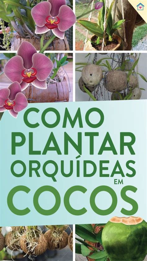 Como Plantar Orqu Dea Em Coco Dicas Pr Ticas Plantar Orquideas