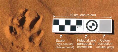 Photographic reference scale