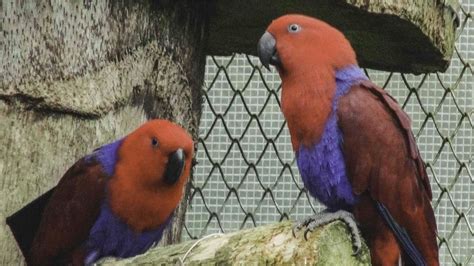 食物吃完仍超餓！動物園保育員追查「消失的飼料」 驚見鸚鵡撩妹過程｜四季線上4gtv