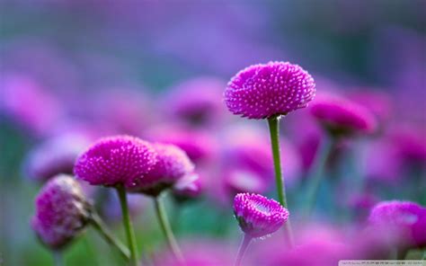 Flowers Nature Wallpapers - Top Free Flowers Nature Backgrounds ...