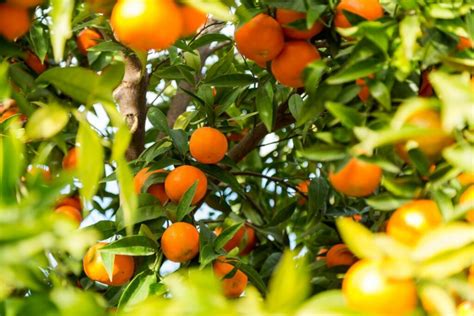 Clementine tree: varieties & growing conditions - Plantura