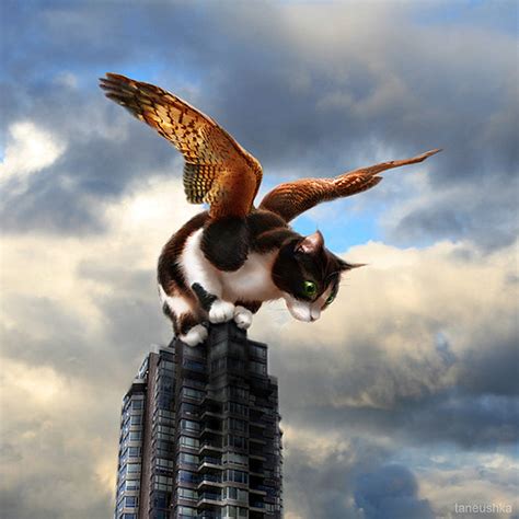 Cute Cat Pictures: Flying Cats