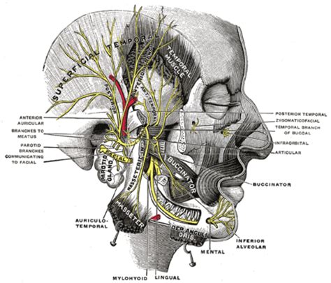 Mandibular Nerve Wiki Everipedia