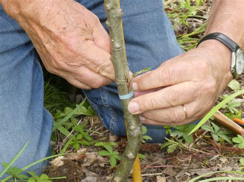 Ao T Taille En Vert Greffe En Cusson Avalou Plabenneg