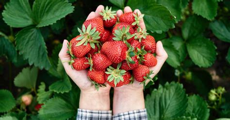 Plantar Fresas Los Trucos Para Que Crezcan Bien Y Tener Una Buena Cosecha