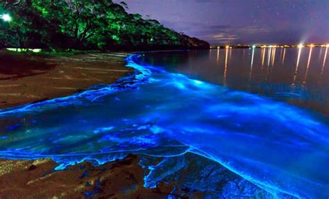 What Is The Beautiful 'Blue Tide' Spotted Along Mumbai Coastline? - INSIGHTS IAS - Simplifying ...