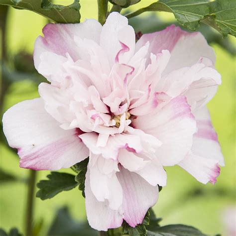 Peppermint Smoothie Hibiscus Rose Of Sharon Spring Hill Nurseries