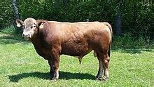 TIL A cow-bison hybrid is called a “beefalo” : r/todayilearned