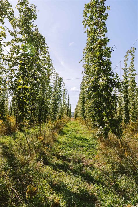 Beer Fundamentals - What are hops? - Allagash Brewing Company