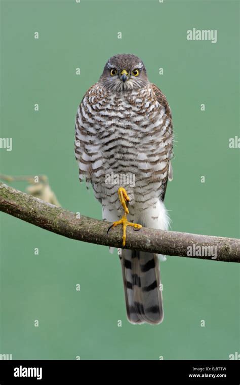 Sparrowhawk Accipiter Nisus Female Perched On Branch Germany