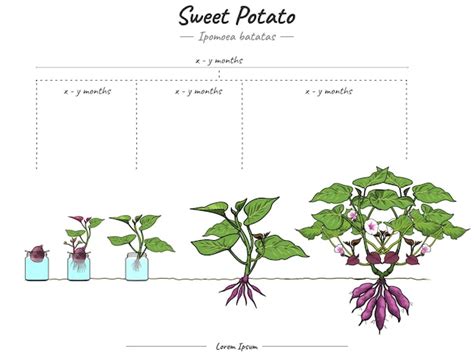 Etapas De Crecimiento De La Batata Ipomoea Batatas Vector Premium