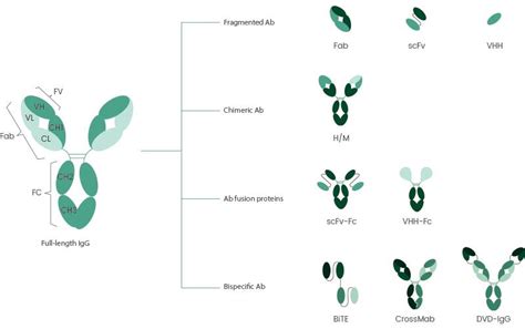 Recombinant Antibody Analysis Scientist Live