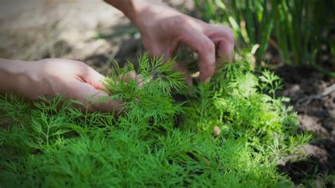 Agroecology: A Path to Sustainable Development - Giving Compass