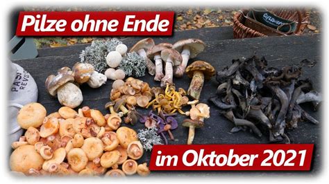 Steinpilze Giftpilze Herbsttrompeten Speisepilze Sammeln Im Oktober