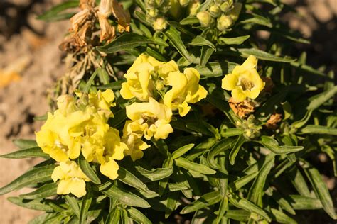 Garten Navi Garten Löwenmaul Antirrhinum majus Gartensorten