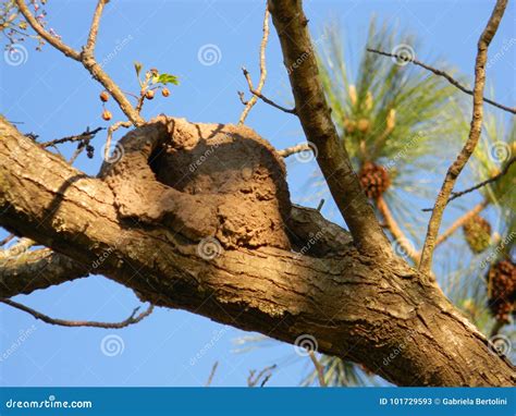 Nest of hornero stock image. Image of divers, animal - 101729593