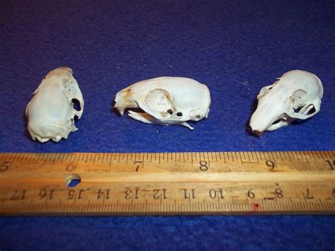 Real Animal Flicker Tail Squirrel Rodent Bone Skull Head