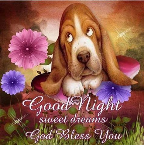 Basset Good Night Sweet Dreams Good Night Love Images Good Night