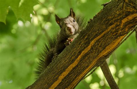 Best way to catch a squirrel in attic - Humane squirrel trap | DIY Projects