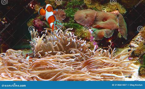 Male And Female Clown Fish Anemonefish Amphiprion Ocellaris Swim Among