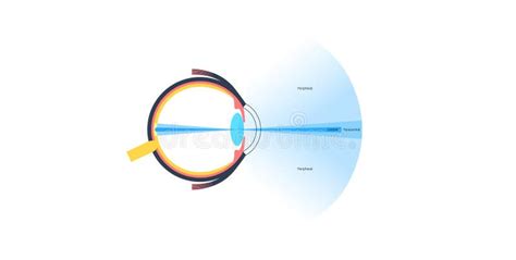 Peripheral Vision Poster Stock Vector Illustration Of Diagram 306194770