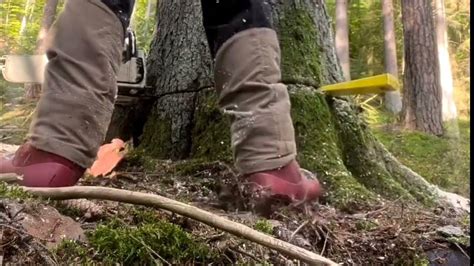 Great Skill Of Chainsaw Operator Felling Trees Compilation Videos Youtube