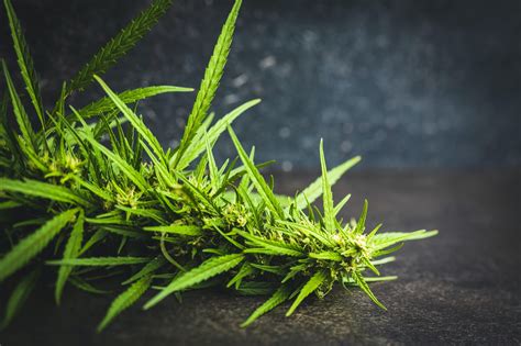 Cultiver du CBD en France est ce légal